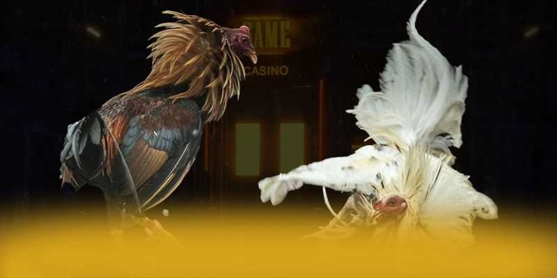 DAGA88 - Ứng dụng giải trí với chương trình tri ân lớn được cộng đồng game thủ yêu thích – Khám phá chính sách thưởng tại DAGA88