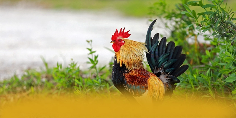 GO8 - Cổng cá cược hiện đại được yêu thích nhất