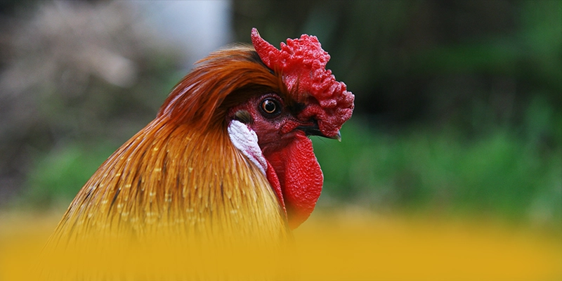 tỷ lệ kèo bóng đá - Cổng trò chơi tốc độ cao đang làm mưa làm gió