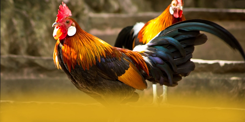 GO8 – Thương hiệu được yêu thích nhất, được người chơi yêu thích.