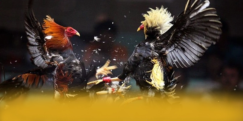 
Đánh giá GEM88 - Sảnh game được đánh giá cao số 1 Việt Nam
