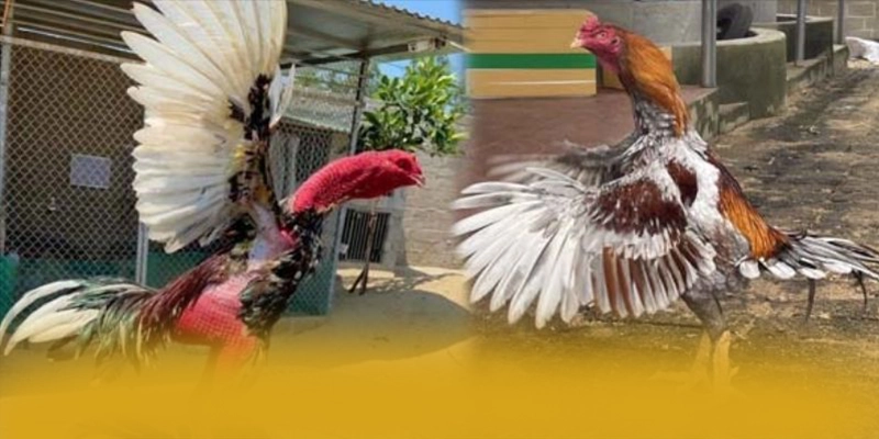 GEM88 - Ứng dụng giải trí đáng tin cậy 2025 – Khám phá độ uy tín của GEM88