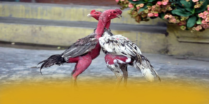 GEM88 - Thương hiệu nhiều khuyến mãi siêu hot được cộng đồng game thủ yêu thích – Tìm hiểu khuyến mãi độc quyền của GEM88