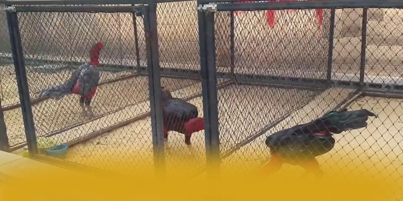 W88 - Trang game mang đến trải nghiệm giải trí đỉnh cao trong cộng đồng game thủ – Trải nghiệm W88 W88 - Trang game mang đến trải nghiệm giải trí đỉnh cao trong cộng đồng game thủ – Trải nghiệm W88