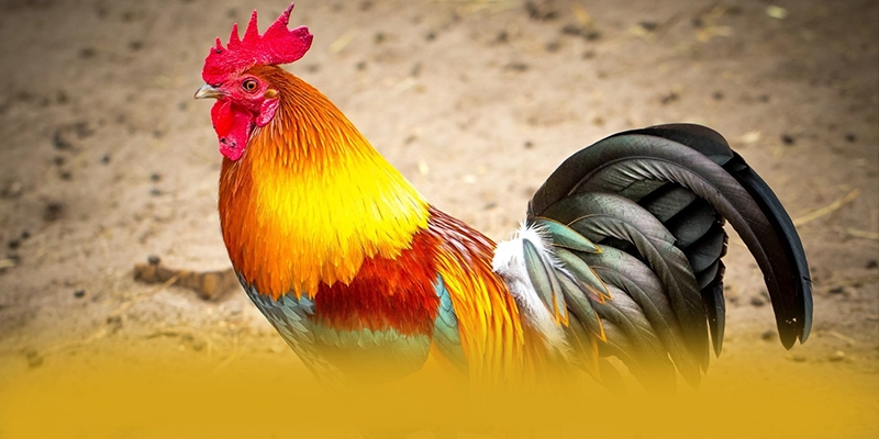 AU88 - Nền tảng cá cược trực tuyến uy tín 2025 – Khám phá sự an toàn và minh bạch tại AU88