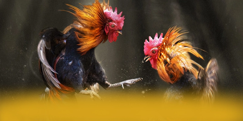 AU88 - Đánh giá chung về thương hiệu dành cho người chơi.