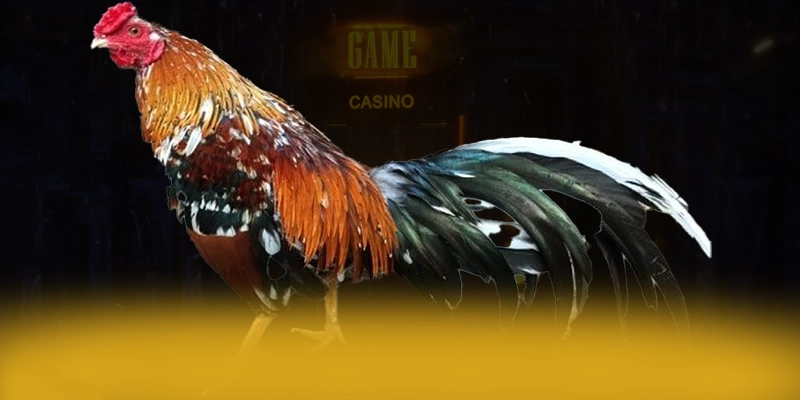 8XBET - Giao dịch tài chính đa dạng phương thức 8XBET - Giao dịch tài chính đa dạng phương thức